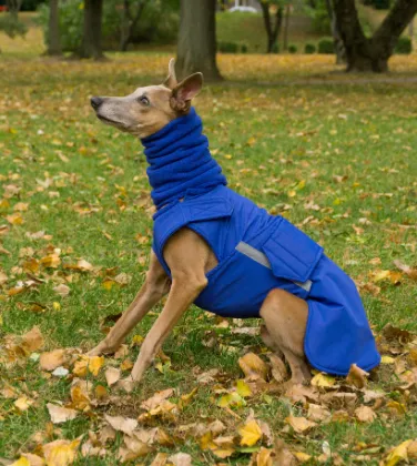 WHIPPET WINTER DOG COAT   NECK WARMER / MADE TO ORDER